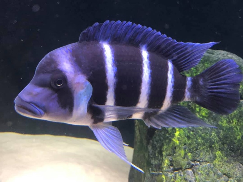 Cyphotilapia gibberosa 'Mtoto'